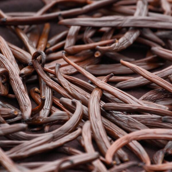 Vanilla dry fruit in the curing ferments process for grading vanilla flavor.